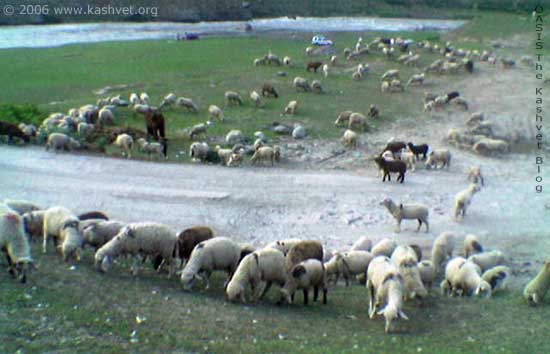 sheep_flock.jpg