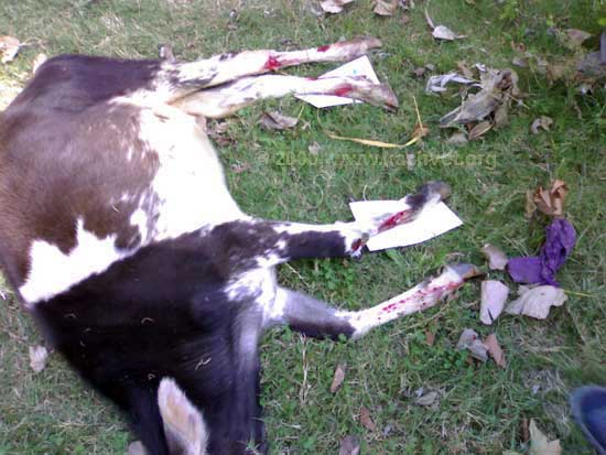 Lacerated wound in a Cow