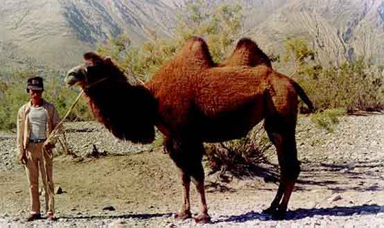 Double humped camel nobra valley