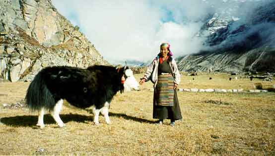 yak of ladakh
