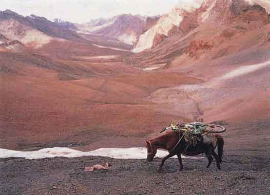 Zanskari horse ladakh