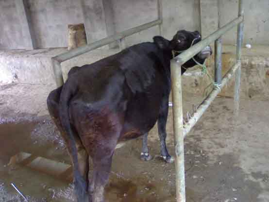 Cow waiting for Artificial Insemination