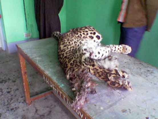 Dead Leopard