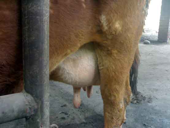 Mastitis in a Cow
