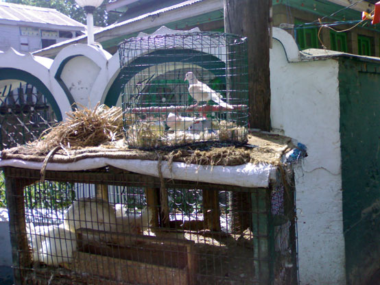 Wild captive birds