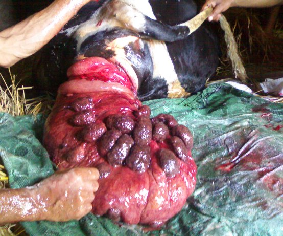 uterine prolapse complete cow postpartum