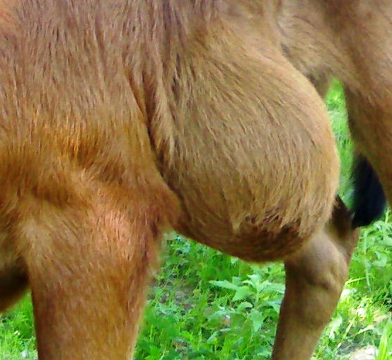hernia calf abdominal