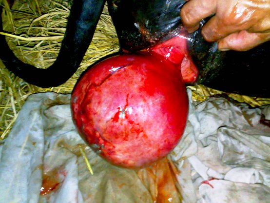 uterine cyst cow
