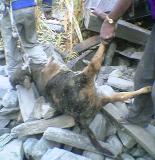 Animals killed in October 2005 Kashmir earthquake
