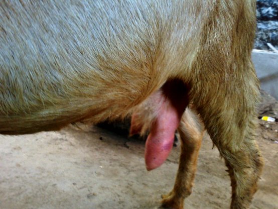 01112008540 Mastitis Nanny goat