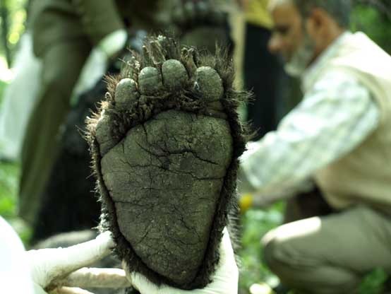 bear foot 