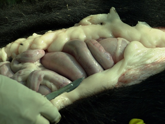 bear fat and intestines