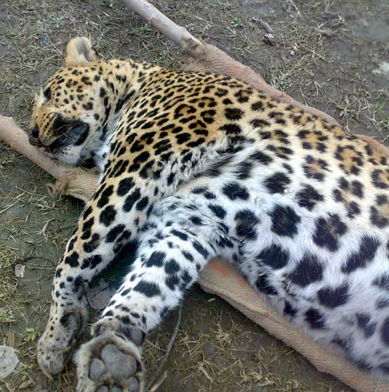 post mortem on a leopard in kashmir