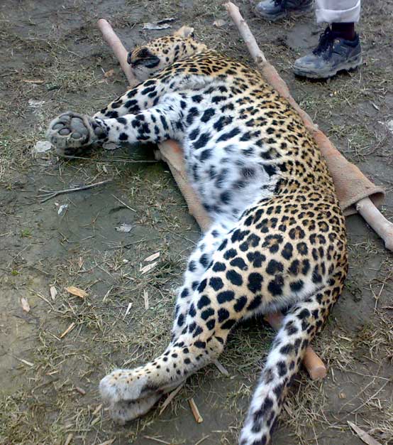 post mortem on a leopard in kashmir