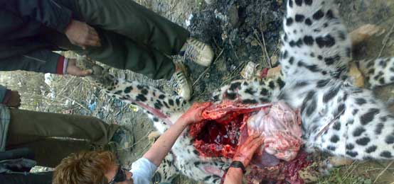 post mortem on a leopard in kashmir