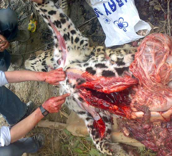 post mortem on a leopard in kashmir