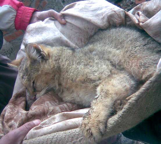 lynx in kashmir