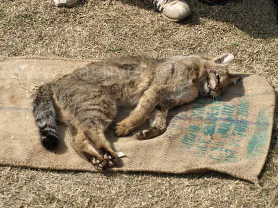 lynx in kashmir