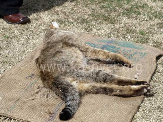 lynx in kashmir