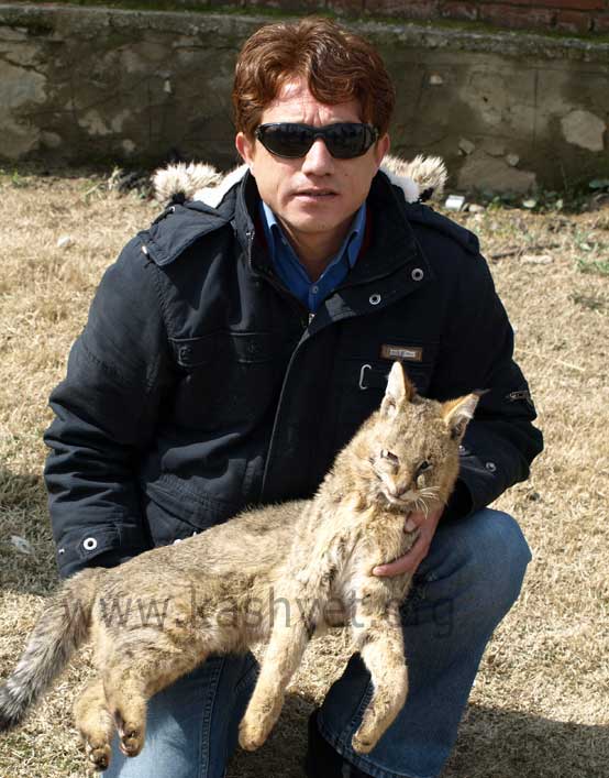 lynx in kashmir