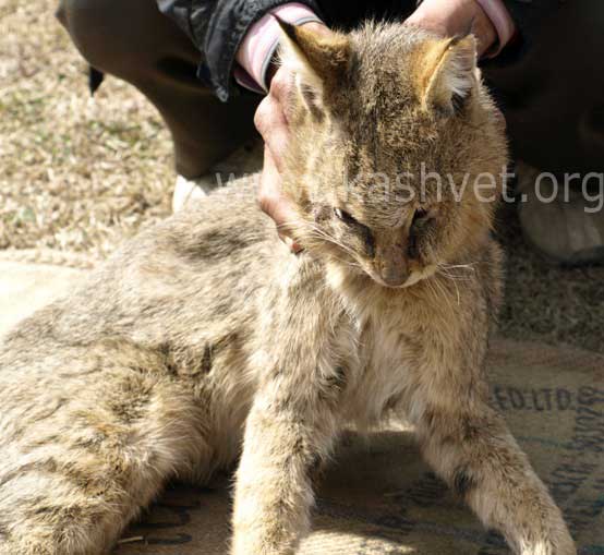 lynx in kashmir