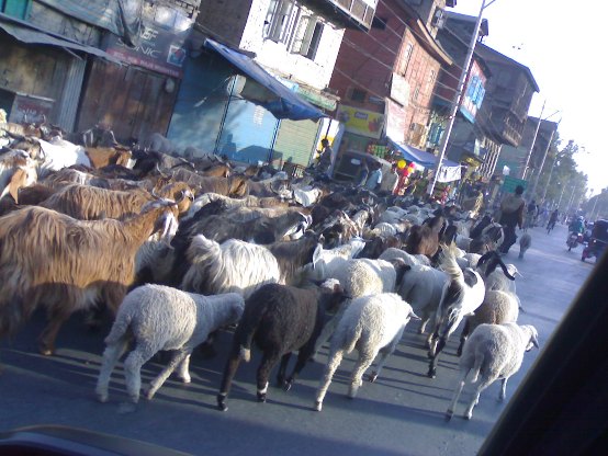 Sheep and Goat flocks