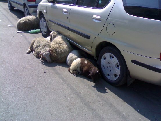 Sheep goat migratory flock