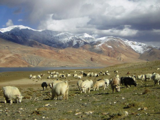 pashmina goats in ladakh